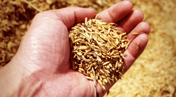 Técnico agrícola: saiba tudo sobre o curso na Fatec