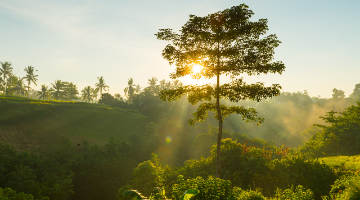4 profissões que ajudam o meio ambiente
