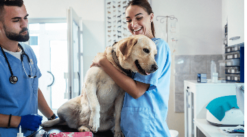 4 profissões para quem gosta de animais
