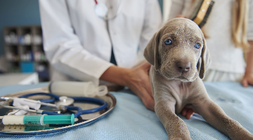 Veja as 21 melhores faculdades privadas de Medicina Veterinária