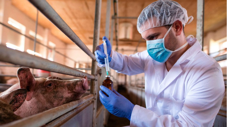 Quais são as diferenças entre os cursos de Medicina Veterinária e Zootecnia?