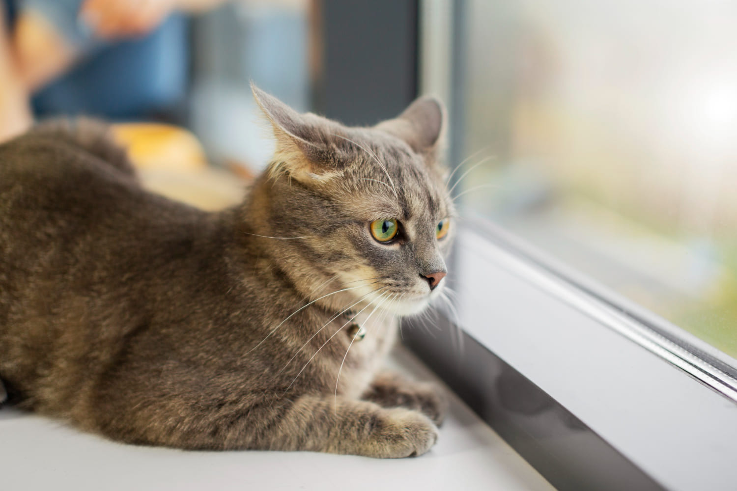 Dia Internacional do Gato: veja profissões para quem ama os felinos