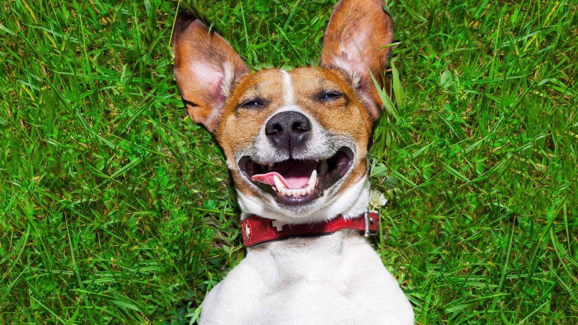 Por que 26 de agosto é o Dia Mundial do Cachorro?