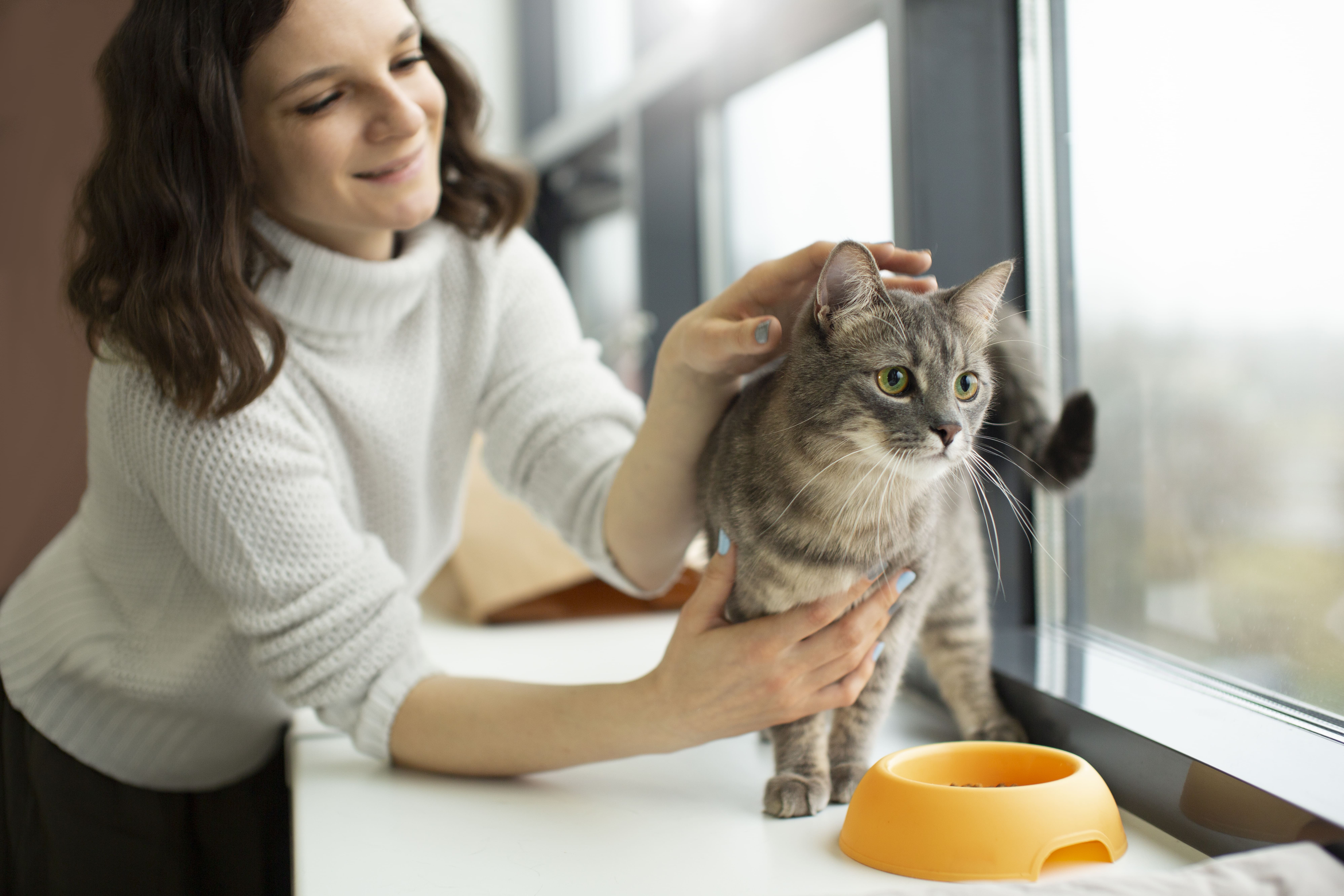 Dia Internacional do Gato: confira profissões para quem ama os felinos