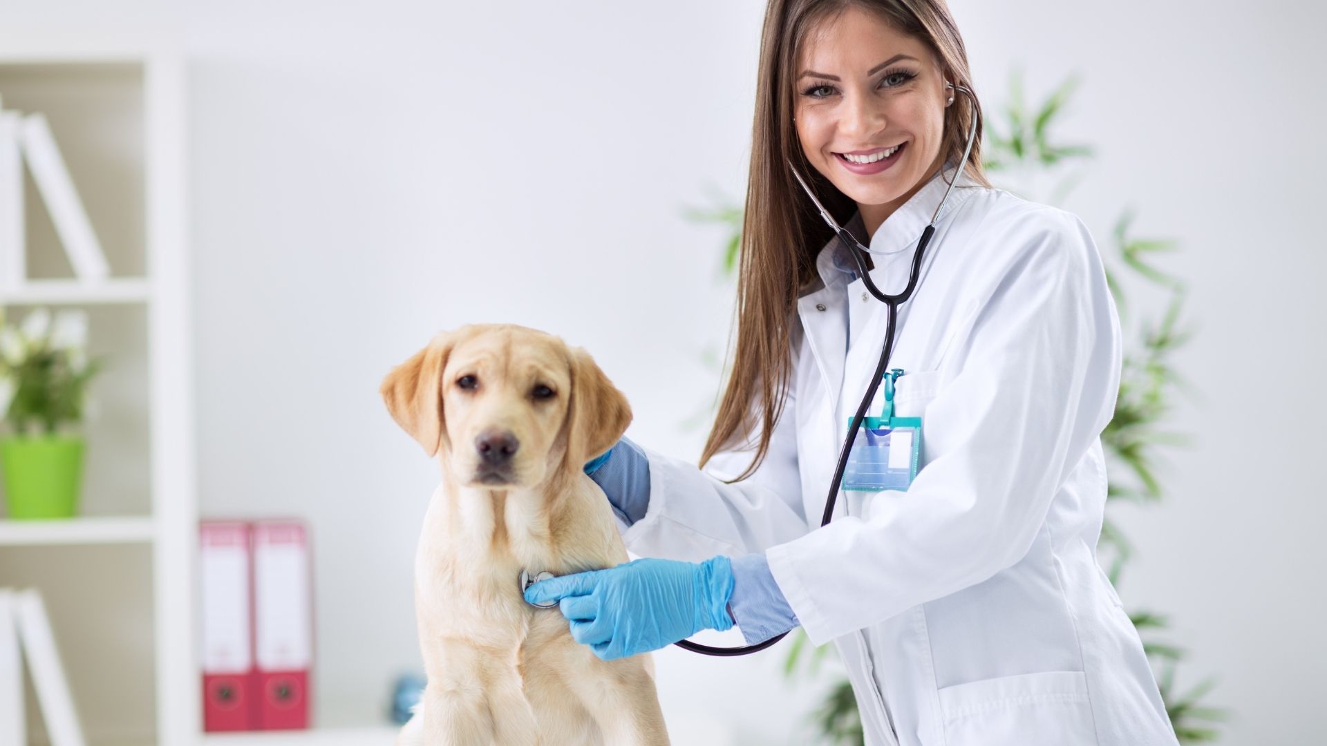 Qual área da Medicina Veterinária ganha mais? Descubra!