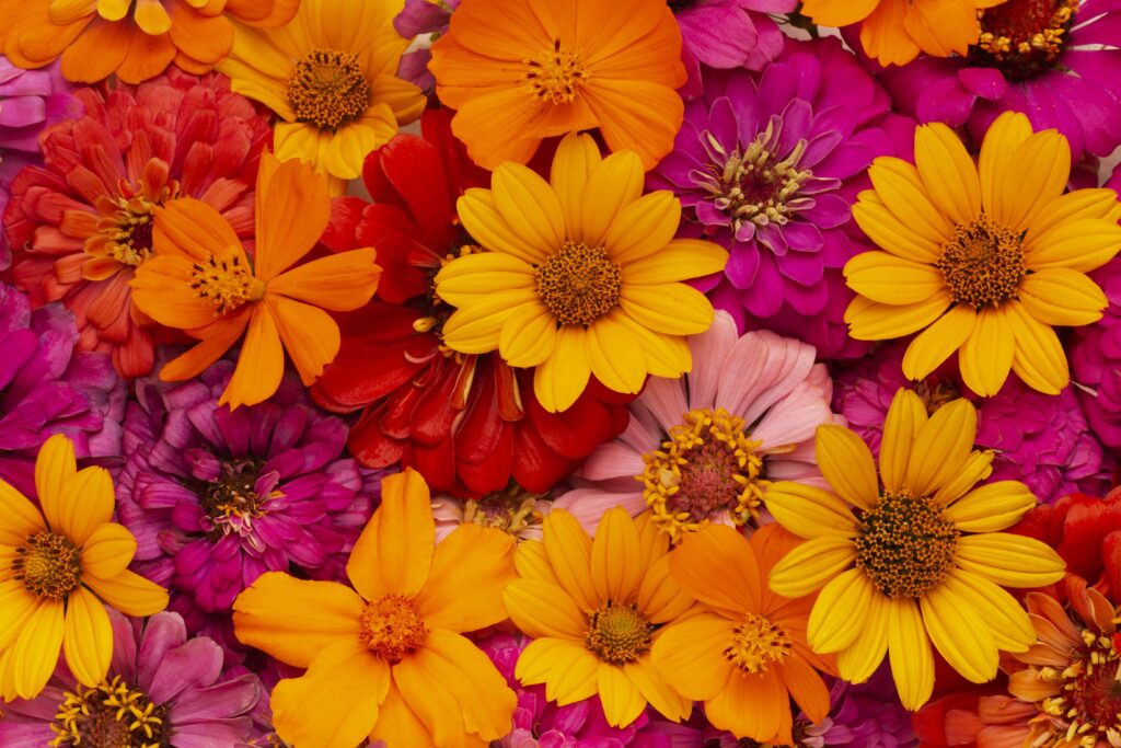 Primavera