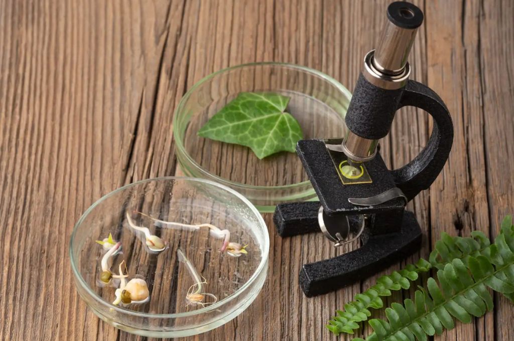 PICs na biomedicina: o que são e como atuar nessa área?