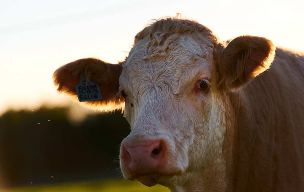 tecnico em agropecuaria o que faz