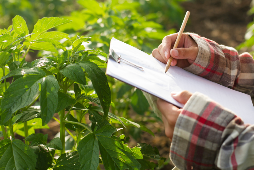 Técnico em Agropecuária EaD: como funciona, o que se aprende e onde atuar