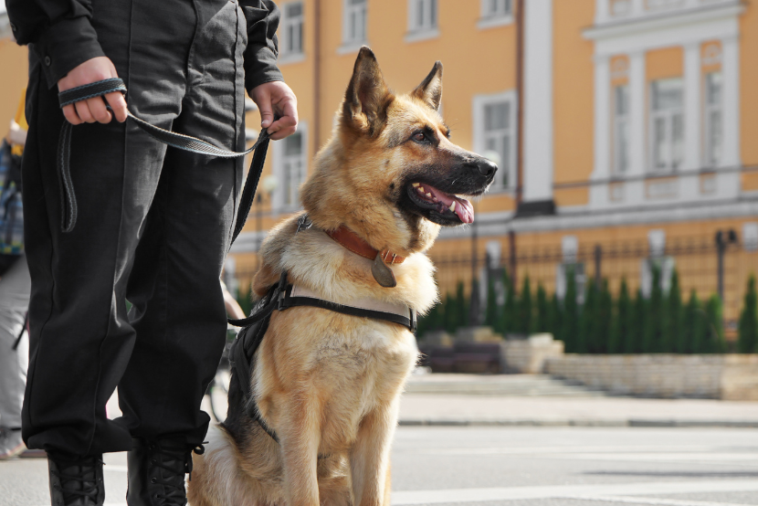 Como fazer o concurso PRF: requisitos, etapas e como se preparar