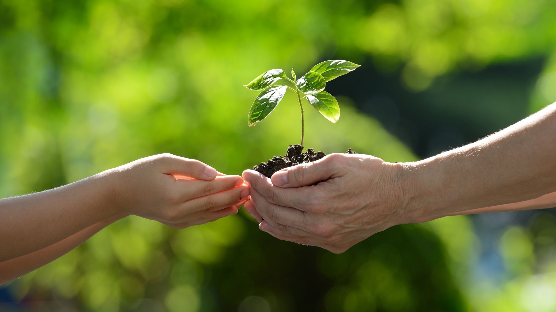 7 atividades para o Dia do Meio Ambiente na escola