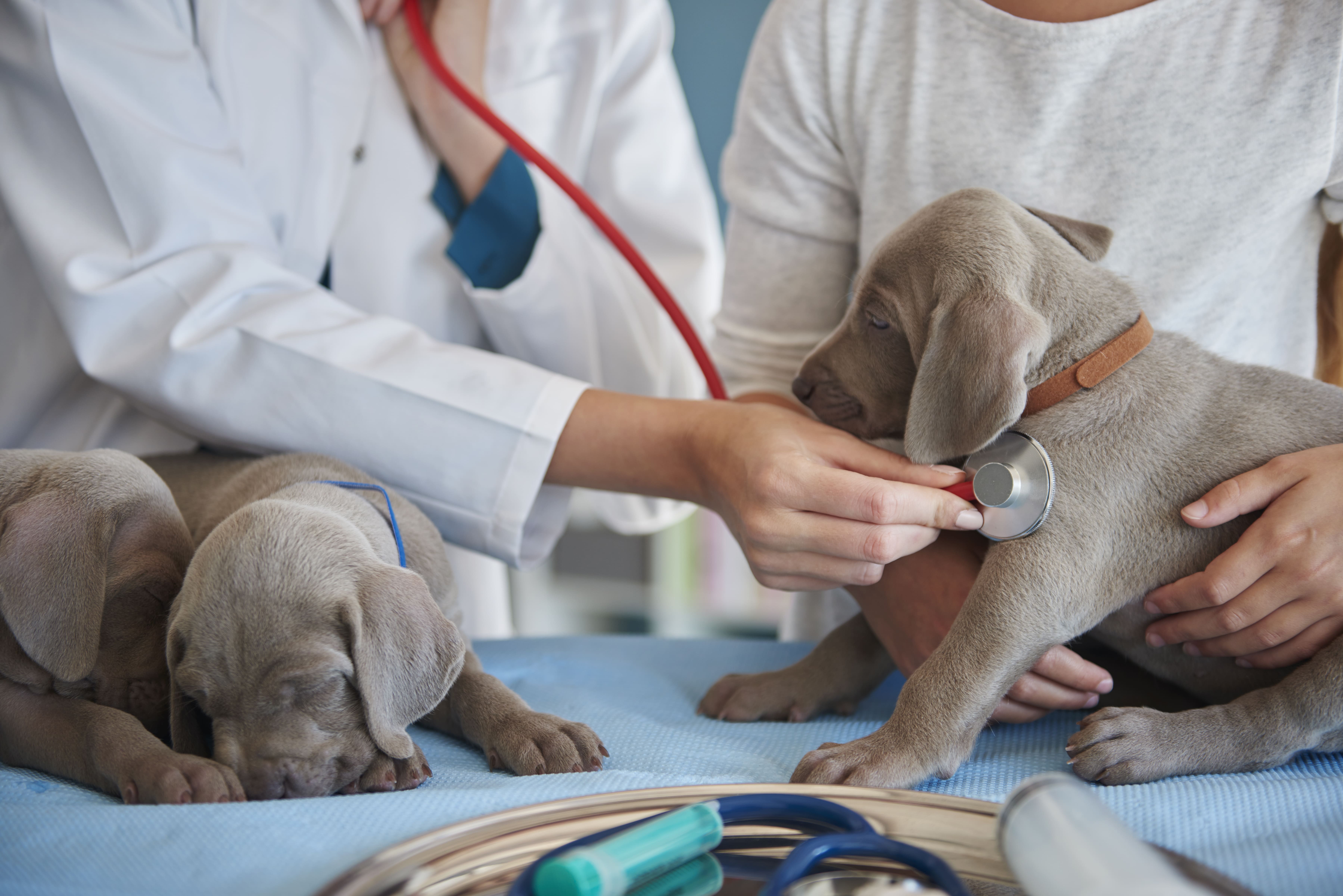 Medicina Veterinária em Mogi das Cruzes: veja como estudar com bolsa
