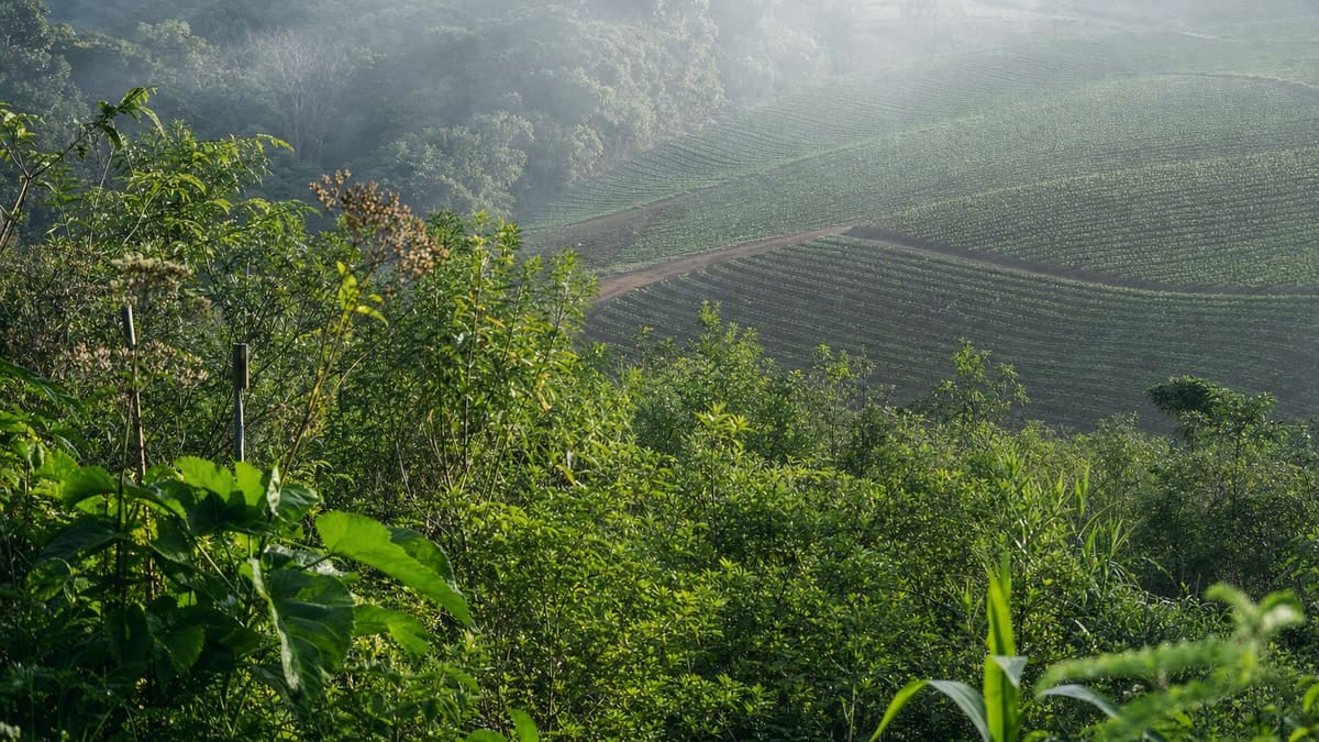 Ciências Biológicas ou Agronomia: entenda as diferenças e as oportunidades no campo