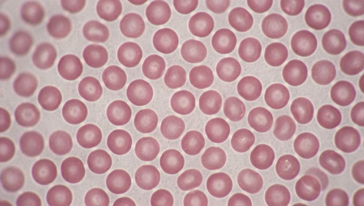 Hemácias observadas em microscópio óptico Visualização microscópica de hemácias em esfregaço de sangue demonstrando a coloração central das células.